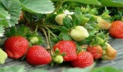 農(nóng)藥殘留速測儀嚴格把控果蔬安全關